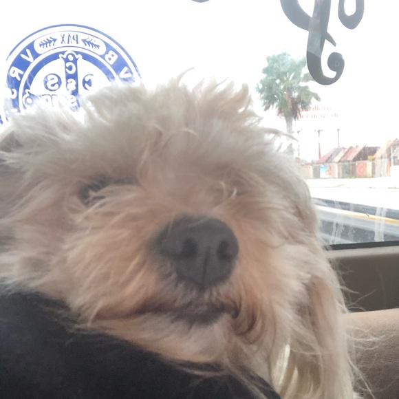 Meet your Posher, Rose - Picture 1 of 1